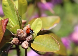 Oryginalny obrazek