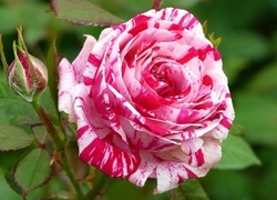 Oryginalny obrazek