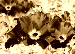 Sepia + Negatyw