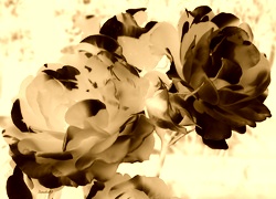 Sepia + Negatyw