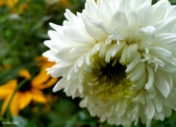 Oryginalny obrazek