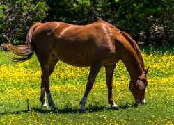 Oryginalny obrazek