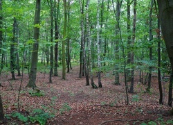 Oryginalny obrazek
