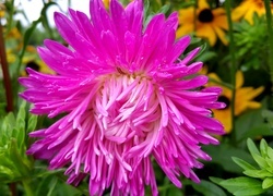 Oryginalny obrazek