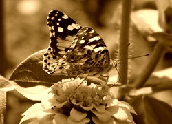 Sepia