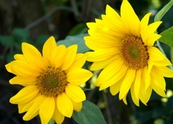 Oryginalny obrazek