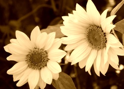 Sepia