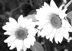Szary + Sepia