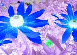 Negatyw