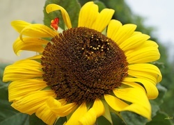 Oryginalny obrazek