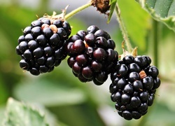 Oryginalny obrazek