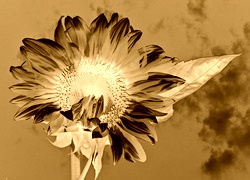 Sepia + Negatyw