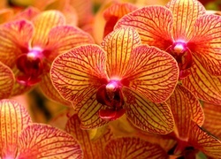 Oryginalny obrazek