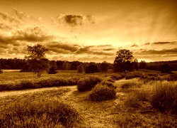 Sepia
