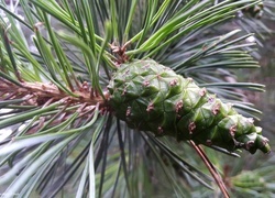 Oryginalny obrazek