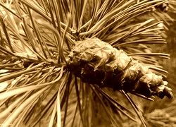 Sepia