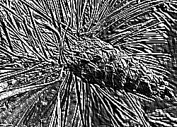 Skamielina