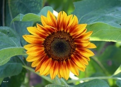 Oryginalny obrazek
