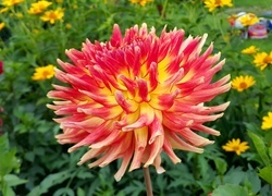 Oryginalny obrazek