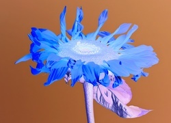 Negatyw
