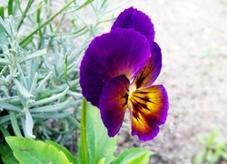Oryginalny obrazek