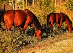 Oryginalny obrazek