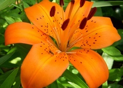 Oryginalny obrazek
