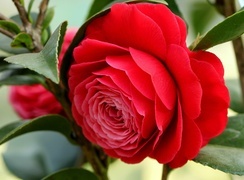 Oryginalny obrazek