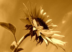 Sepia