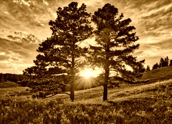 Sepia