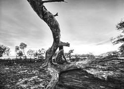 Szary + Sepia