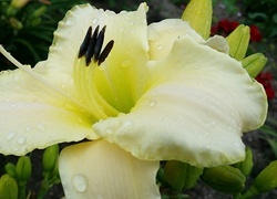 Oryginalny obrazek