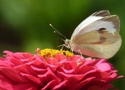 Oryginalny obrazek
