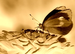 Sepia + Negatyw