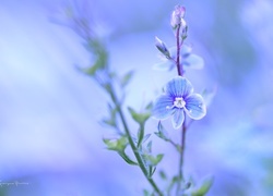 Oryginalny obrazek