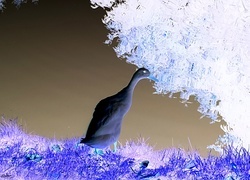 Negatyw