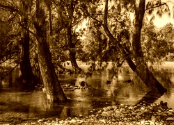 Sepia