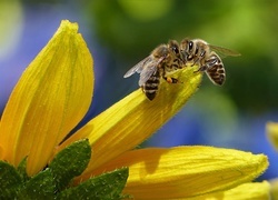 Oryginalny obrazek