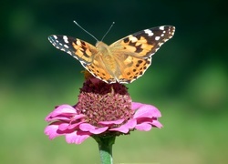 Oryginalny obrazek