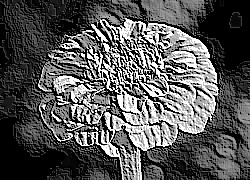 Skamielina