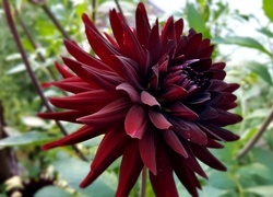 Oryginalny obrazek