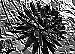 Skamielina