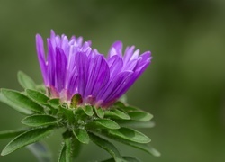 Oryginalny obrazek
