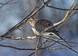 Oryginalny obrazek