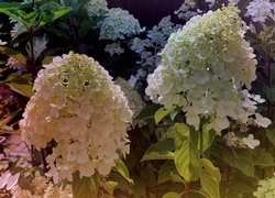 Oryginalny obrazek