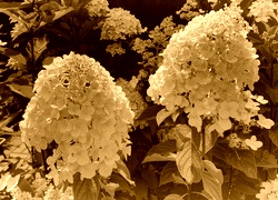 Sepia