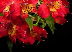 Oryginalny obrazek