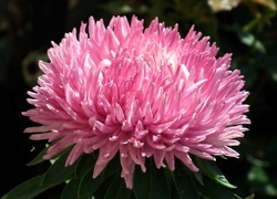 Oryginalny obrazek