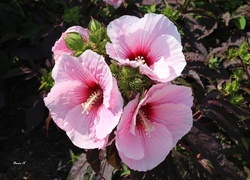 Oryginalny obrazek
