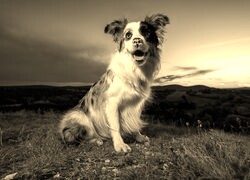 Sepia